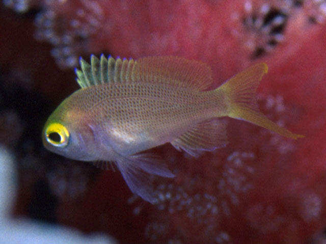 Pseudanthias carlsoni